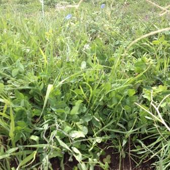 [Thumbnail for 2nd Year Pasture Seed Plants Spring 2012 c.JPG]